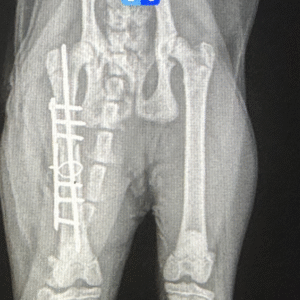 Eierinformasjon før ortopedisk kirurgi